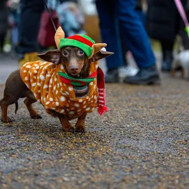 В Лондоне сотни такс устроили рождественскую прогулку. Посмотрите на фото собак в милых костюмах В Лондоне сотни такс устроили рождественскую прогулку. Посмотрите на фото собак в милых костюмах
