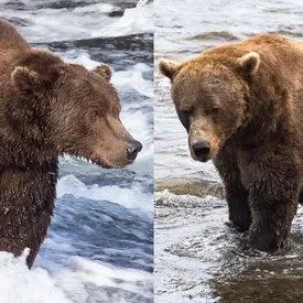 На Аляске вновь начался конкурс на звание самого толстого медведя. Посмотрите на некоторых участников