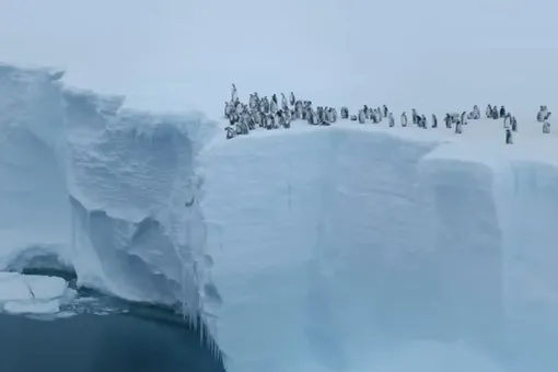 Пингвинят, совершающих первый в жизни прыжок с 20-метрового ледника, сняли на видео. Журналистам впервые удалось запечатлеть этот момент