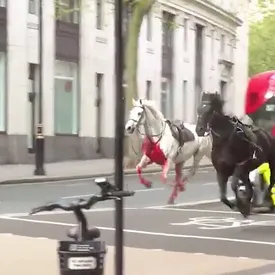 В Лондоне пять лошадей королевской гвардии сбросили с себя наездников и разбежались по центру города. Четыре человека пострадали
