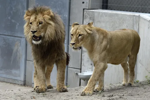 Два льва умерли от ковида в зоопарке Японии, заразившись от людей