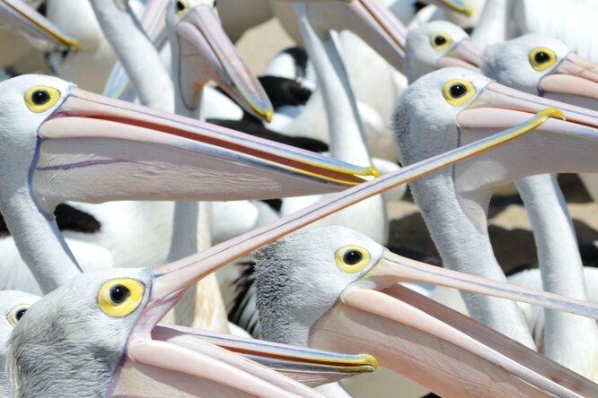 Ученые Московского зоопарка посчитали всех пеликанов в РФ за 30 миллисекунд с помощью нейросети