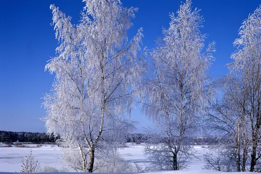 Синоптики прогнозируют аномальные морозы в России