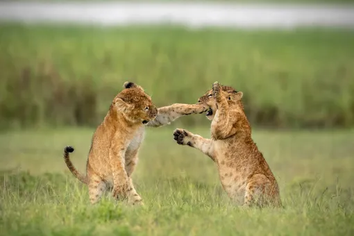 «Lightweight Wrestling.» Lions Cubs, Ngorongoro Crater, Tanzania