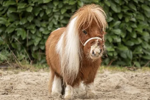 Познакомьтесь с конем по кличке Пумуккель — его признали самым маленьким в мире