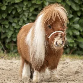 Познакомьтесь с конем по кличке Пумуккель — его признали самым маленьким в мире