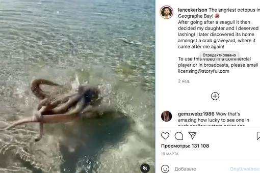 В Австралии осьминог дважды атаковал отдыхавшего. Мужчина выложил видео нападения в инстаграм*, и оно завирусилось