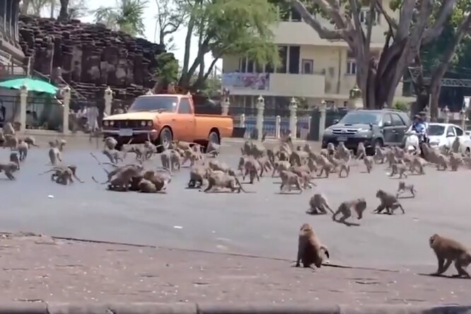 Тем временем в мире животных: в Таиланде десятки обезьян подрались из-за банана Тем временем в мире животных: в Таиланде десятки обезьян подрались из-за банана