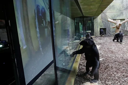 В Чехии для шимпанзе из двух разных зоопарков настроили видеосвязь, чтобы они не скучали в изоляции