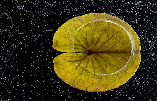 Финский фотограф Ханну Ахонен запечатлел лилию во время первых заморозков и победил в категории «Растения и грибы».

