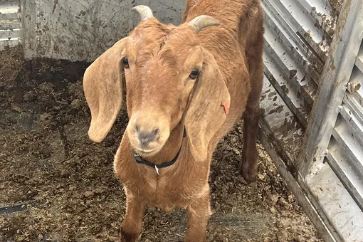 Пропажа козы Уилли объединила жителей небольшого округа Техаса. И почти через три недели поисков ее все-таки удалось найти