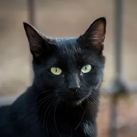 В Испании власти запретили забирать черных кошек из приютов в преддверии Хеллоуина В Испании власти запретили забирать черных кошек из приютов в преддверии Хеллоуина