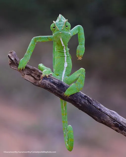 Gurumoorthy Kwith their pictureThe Green StylistIndian chameleon, Western Ghats