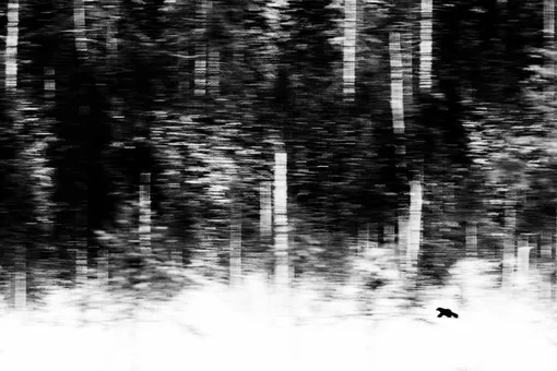 Категория «Млекопитающие», победитель: одинокий охотник-росомаха в объективе голландского фотографа Йена ван дер Грифа