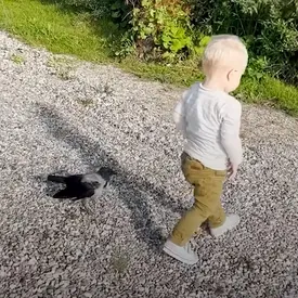 «Они могут играть часами»‎: в Дании ворона подружилась с двухлетним малышом