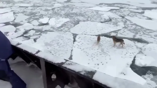 Смотреть Смотреть