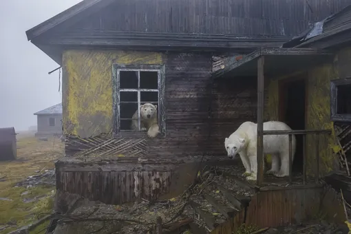 Российский фотограф стал лауреатом британской премии Wildlife Photographer of the Year, вручаемой за лучшие снимки дикой природы