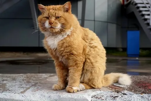 Умер кот Кеша — одно из немногих домашних животных на арктическом архипелаге Шпицберген