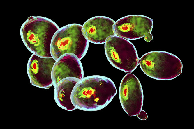 Saccharomyces cerevisiae