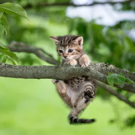 Спасатель использовал аудиозапись мяуканья, чтобы выманить котенка из подземной трубы