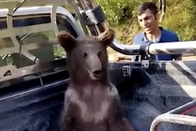 В Турции спасли медведицу, которая съела слишком много «дикого меда». Он вызывает галлюцинации и чувство эйфории