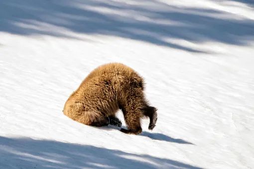 У медведя гризли не задалась прическа, Йеллоустонский национальный парк, США.