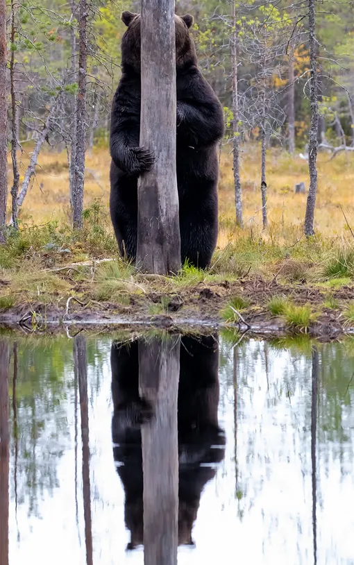 «Doggo.» Esa Ringbom/Comedy Wildlife Photo Awards 2020Ringbom took the photo in Kuhmo, Finland.