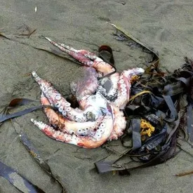 На Камчатке девять человек получили ожоги глаз после посещения загрязненного пляжа