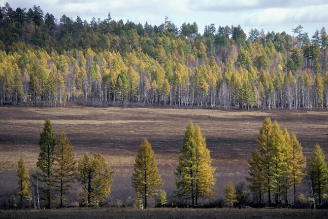 Минприроды внесло законопроект, разрешающий капитальную застройку лесов