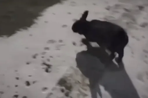 Черный кролик преследует и нападает на жителей одного из городов США