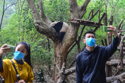 В Китае после карантина открылся центр исследования панд. Панды здоровы и готовы делать селфи