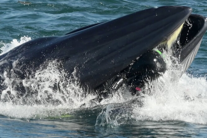 Видео дня: дайвер оказался в пасти кита, но затем кит его выплюнул
