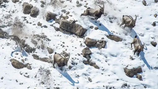 Лучшие фотографии дикой природы 2022 года