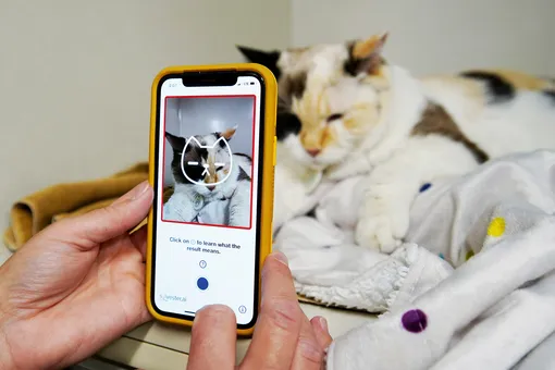 Канадские разработчики выпустили приложение, которое по фото определяет состояние здоровья кошек