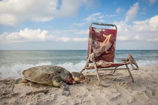 Черепаха, оказавшая жертвой загрязнения мирового океана