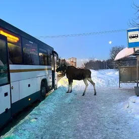 В Подмосковье лось попытался зайти в салон автобуса