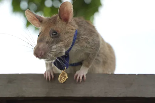Умерла крыса-сапер, удостоенная аналога высшей гражданской награды Великобритании. Она отыскала более 100 неразорвавшихся мин