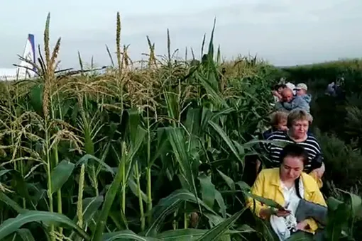 Эвакуация пассажиров A321 в кукурузном поле