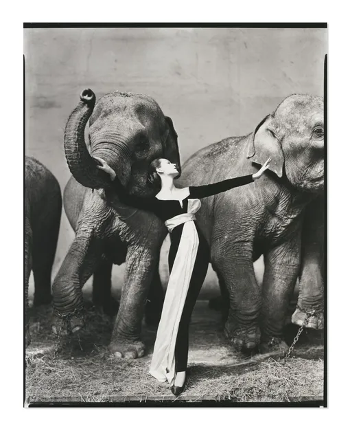 Ричард Аведон, «Модель Довима и слоны», 1955