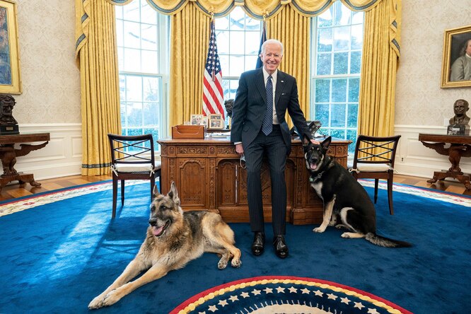 Собак Байдена выдворили из Белого дома из-за агрессивного поведения