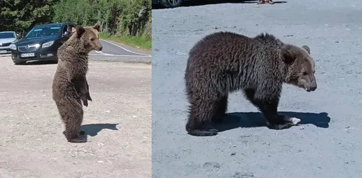 медведь медведь