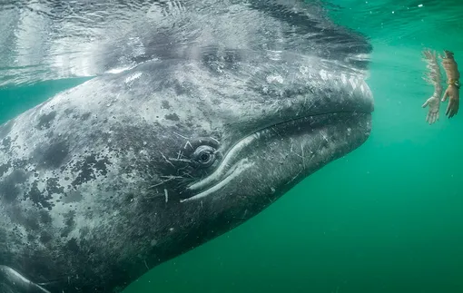 Любопытный юный серый кит приближается к человеку, свесившему руки из лодки.