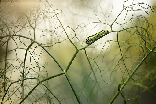 «Гуляя среди фенхеля» (Walking among fennels)