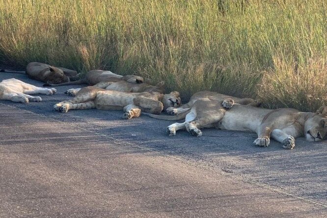 В мире без людей животные становятся все смелее. Теперь львы устраиваются спать прямо на дороге
