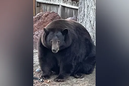 Медведь терроризирует жителей города в США, пробираясь во дворы в поисках еды. На объедках из мусорных баков он растолстел до 200 кг