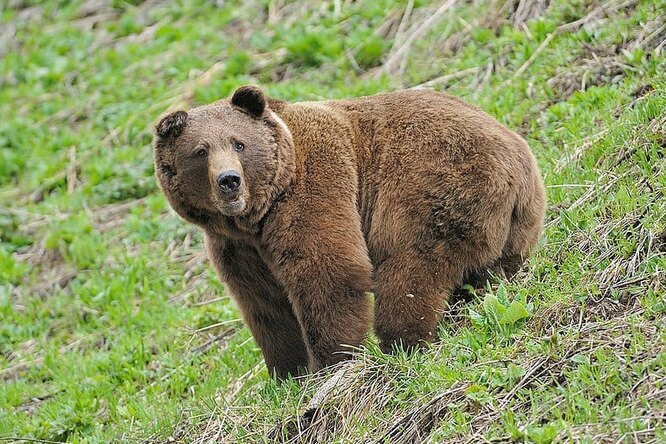 Жители Сочи составили коллективную жалобу на медведя, который «похозяйничал» на их участках