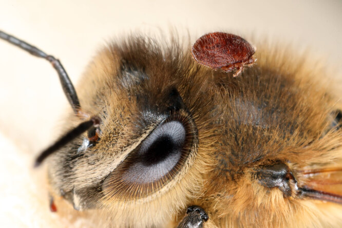 Пчела с клещом