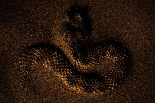 На фото — гадюка Авиценны, которая обитает в песке. Каждая ее чешуйка по форме напоминает ложку — это позволяет змее зарываться в песок, где она выжидает добычу и прячется от хищников. Фото сделано в Марокко.