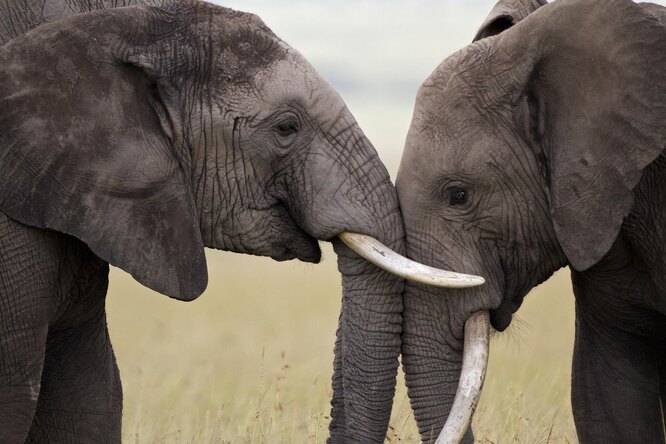 В Ботсване при загадочных обстоятельствах умерли 350 слонов