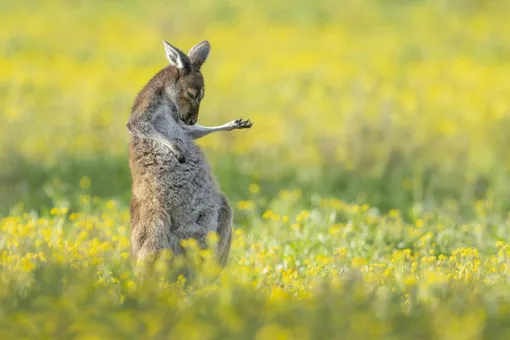 Air Guitar Roo